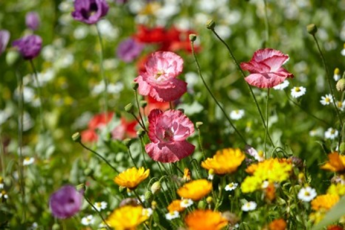 Ringelblumen Ringelblumen