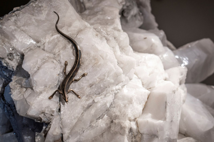 Eidechse auf dem Stern der vier Winde